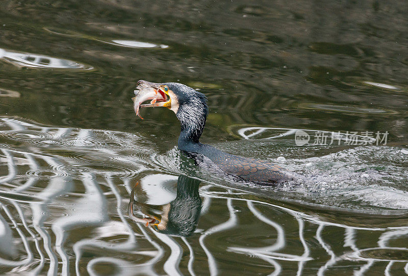 捕猎大鸬鹚(Phalacrocorax carbo)